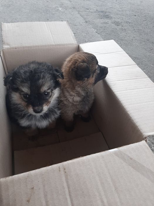 Песики невеликої породи