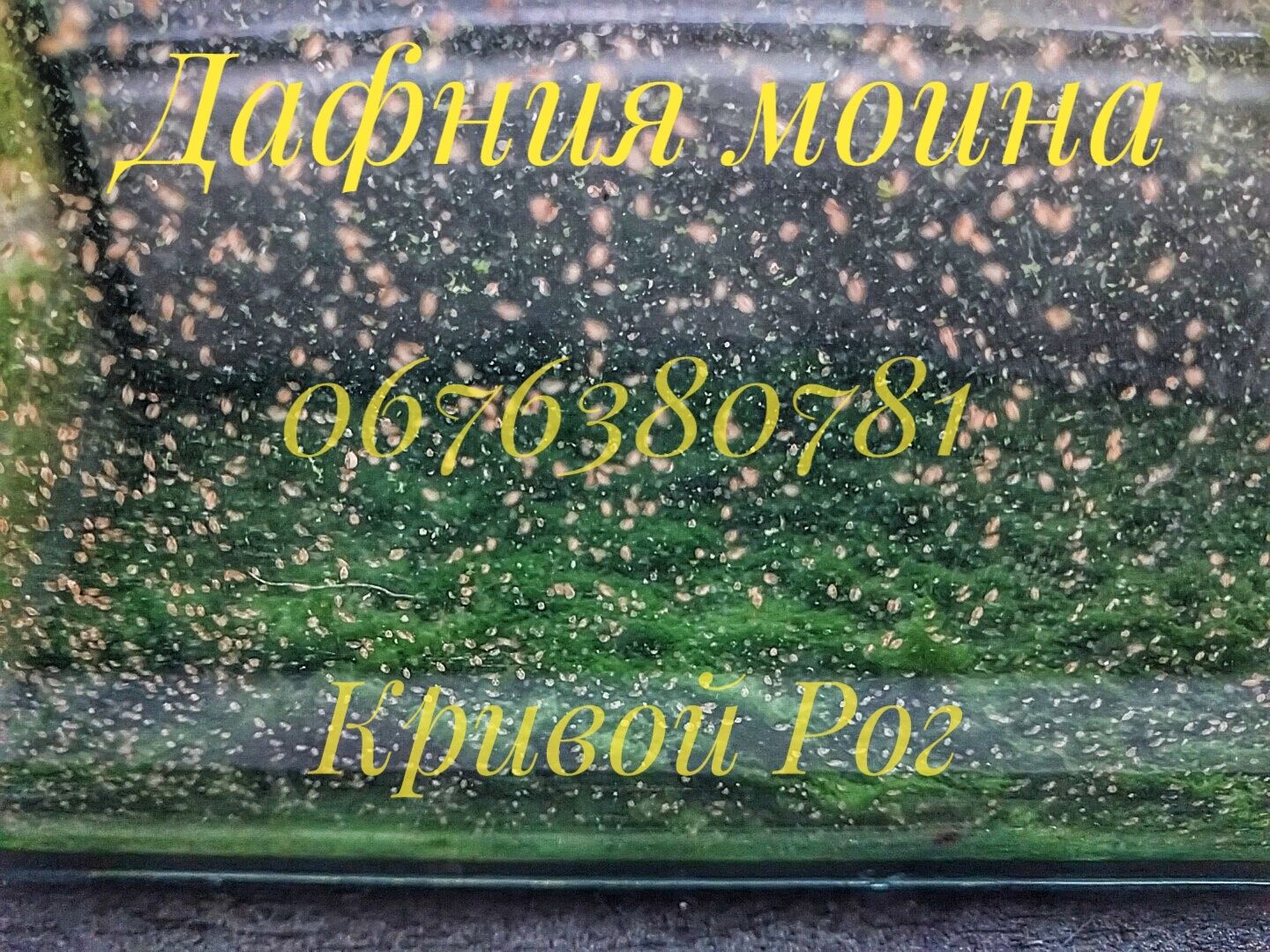Дафния моина, магна, нематода, дрозофила, гриндаль живой корм для рыб