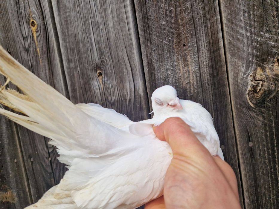 Zamojski wysokolotny biały gołąb samica