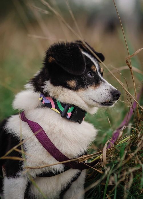 Mały Piksel, wielkie serce – szuka cichej przystani