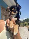 Chihuahua piesek