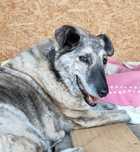 Karmi do adopcji!