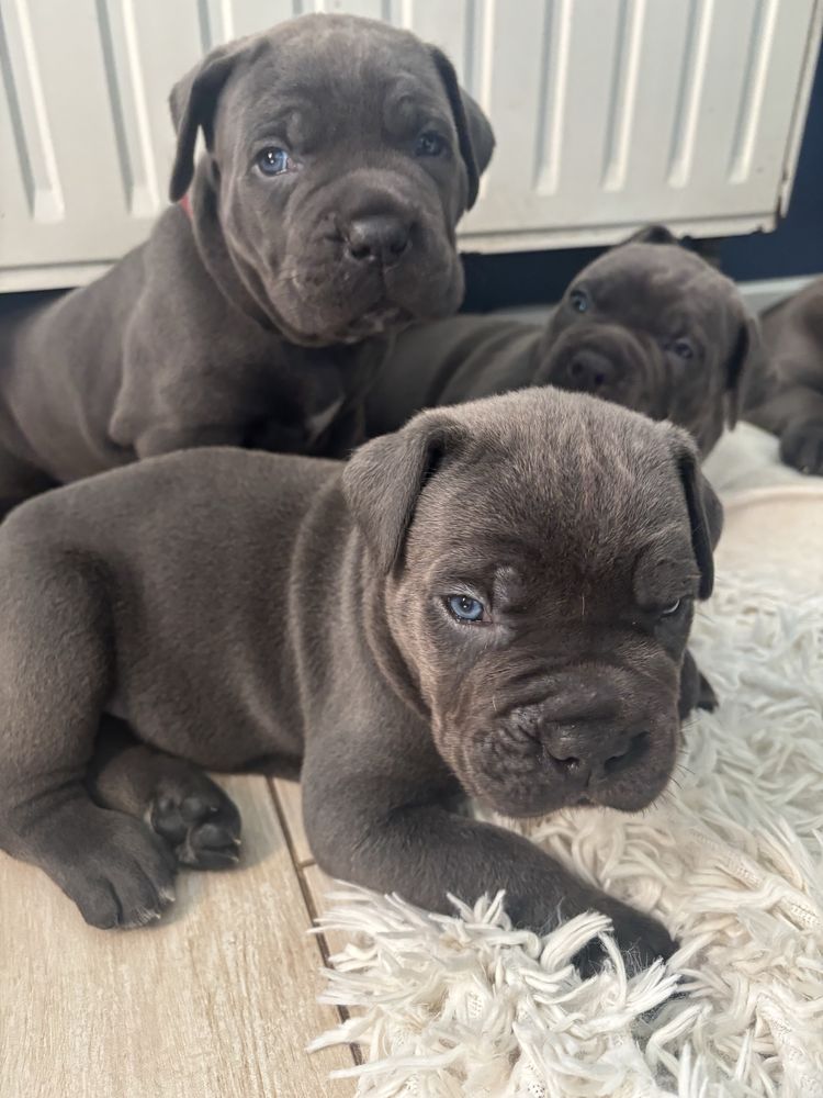 Cane Corso ZKwP/FCI Po pięknych i wyjatkowych rodzicach.