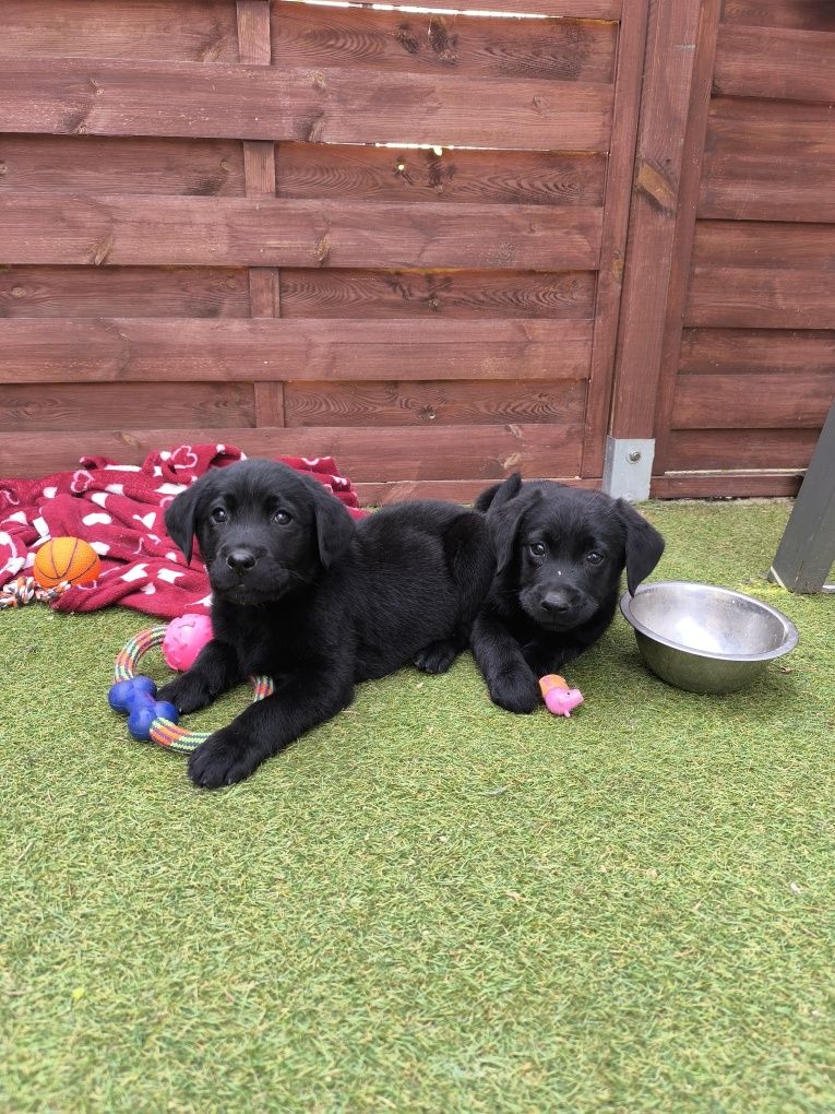 Labrador Retriever czarny samiec gotowy do odbioru