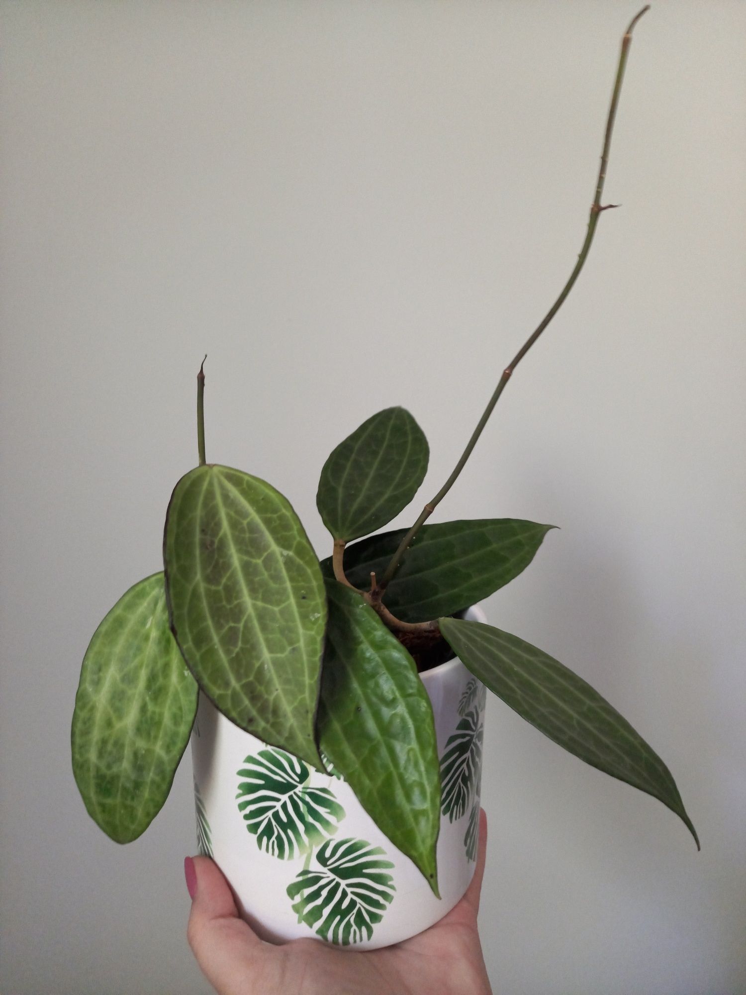 Hoya Macrophylla dwie sadzonki