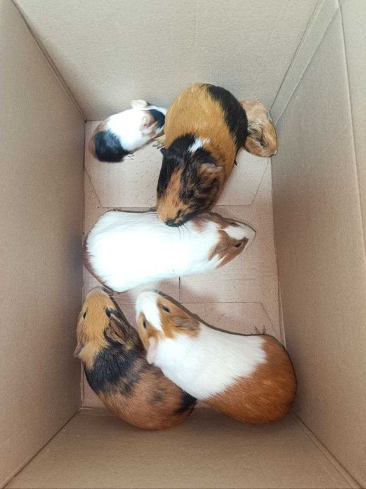 Морские Свинки / Харьков / Новая Бавария