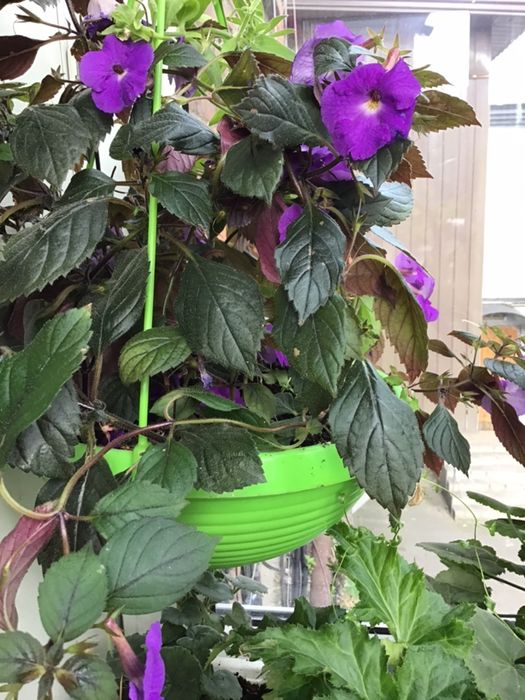 Ахименес  комнатный.