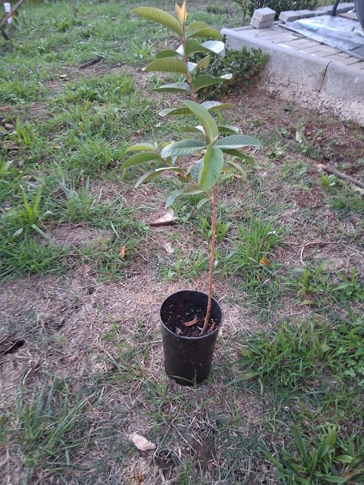 Goiaba branca com 2 anos