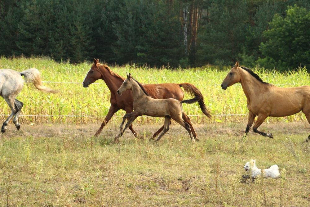 Ogierek akhal teke