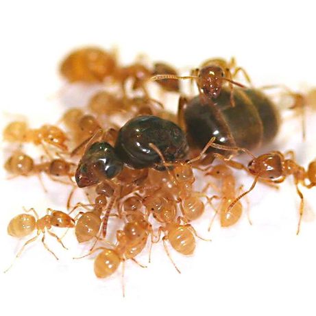 Lasius flavus—желтый луговой муравей колония муравьев для формикария