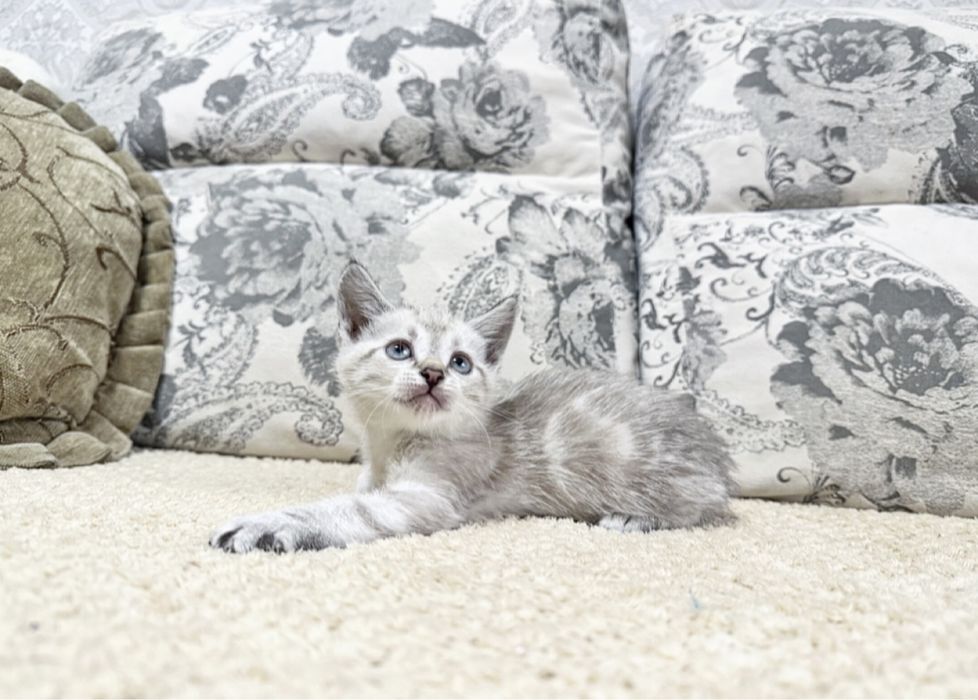 Преданный друг для вашей семьи)