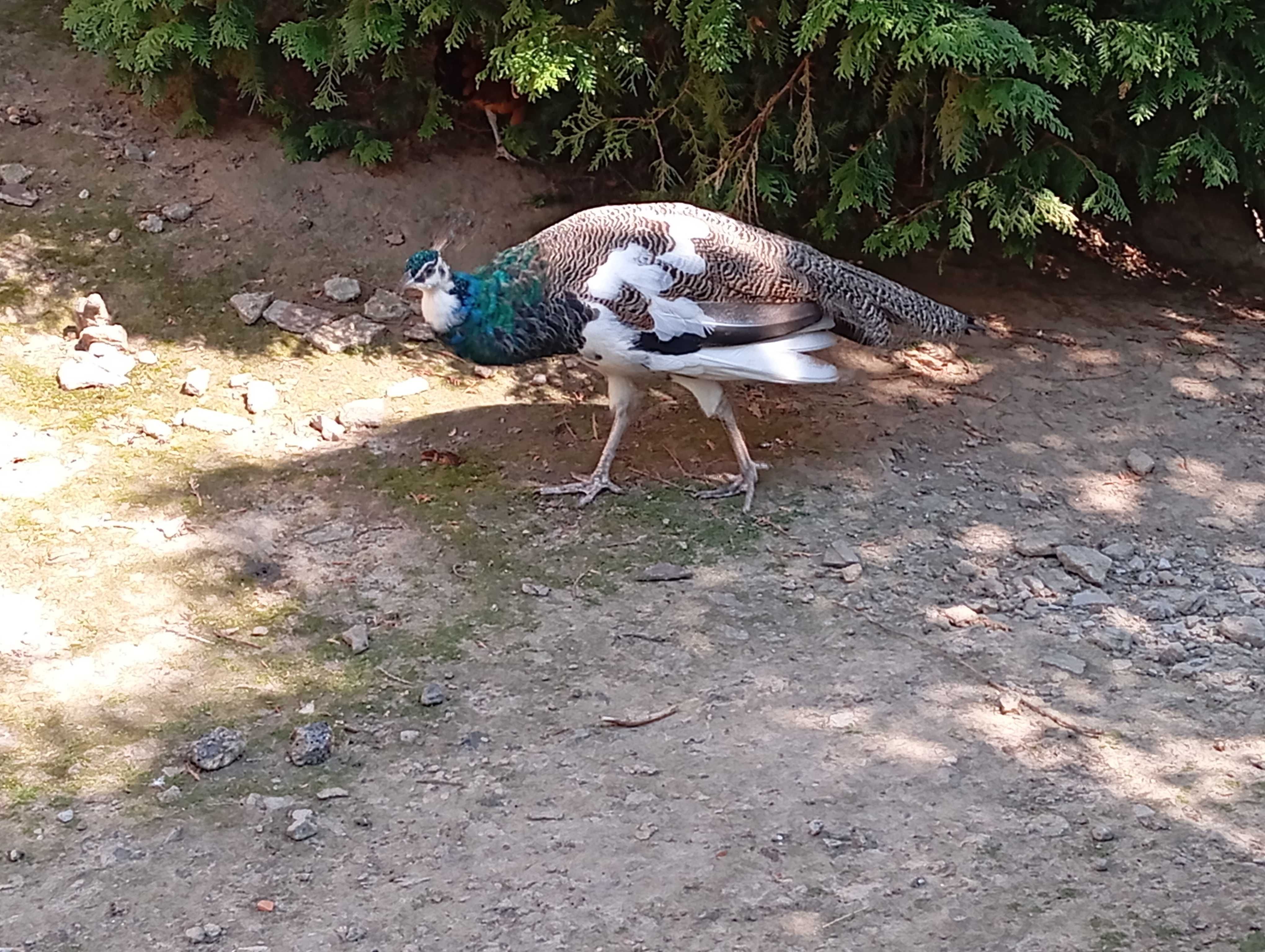 Sprzedam pawie samce i pawie pióra