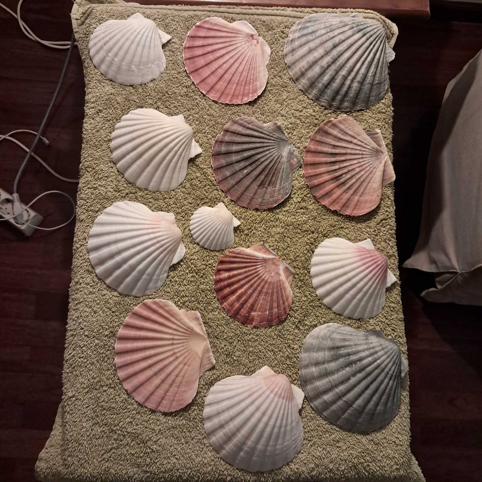 Conchas marinhas
