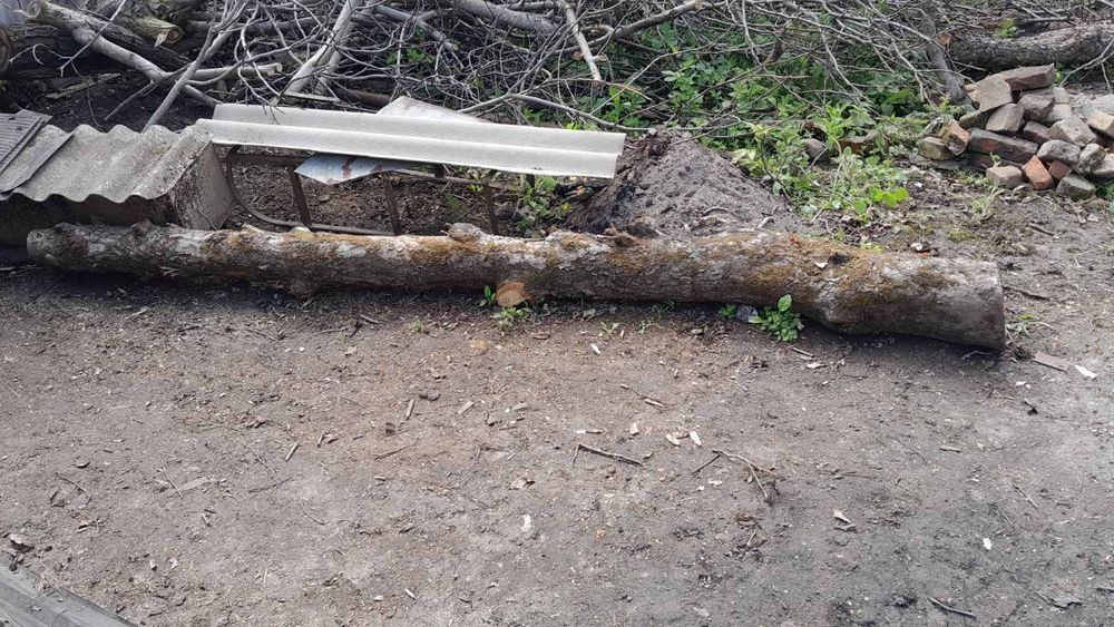 Дерево орех яблоня