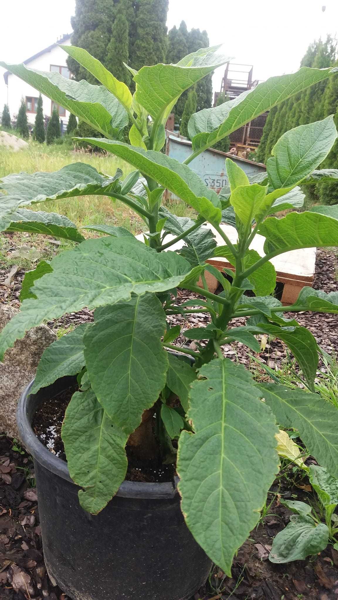 Datura  biała, różowa ,łososiowa, żółta ,pomaranczowa