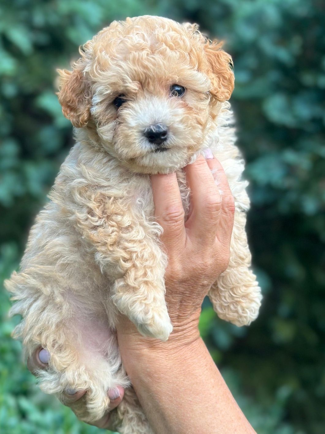 Maltipoo F1 cudne szczenię
