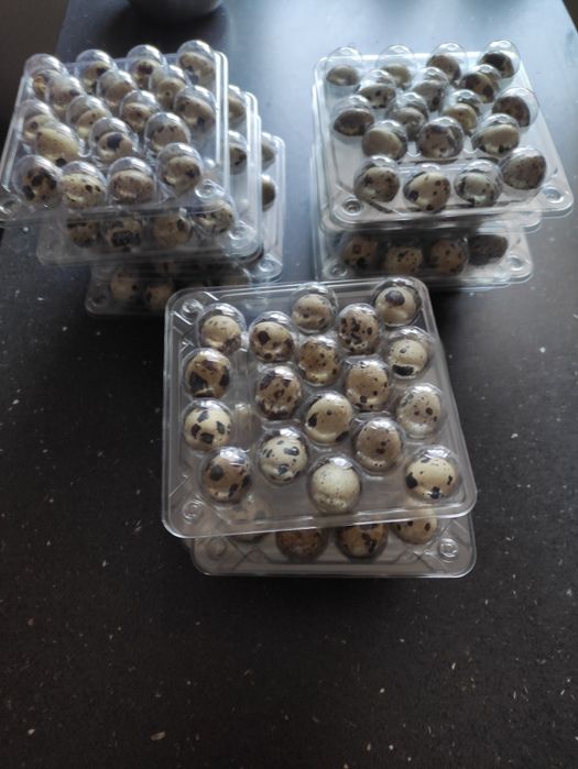 Jajka lęgowe przepiórki japońskiej