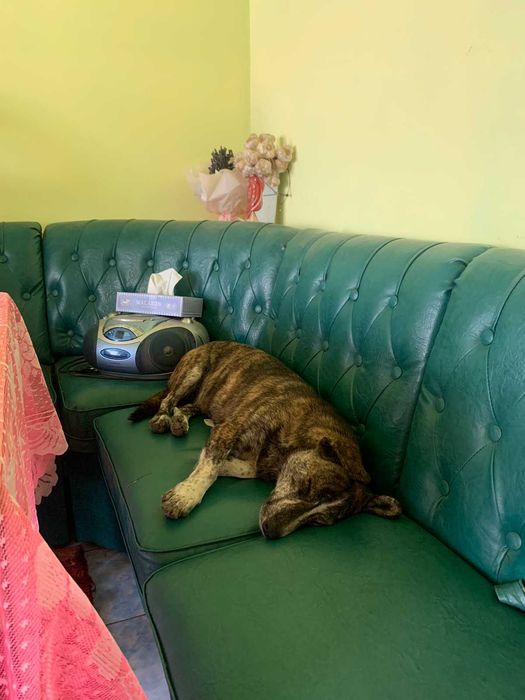 Стерилізована Рися в добрі руки