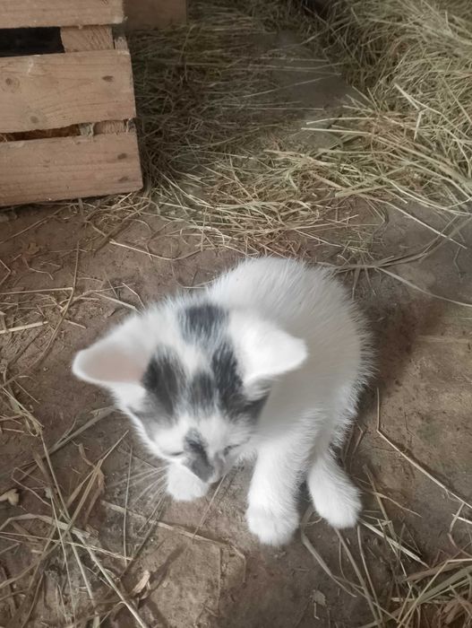 Oddam kotki w dobre ręce!!!