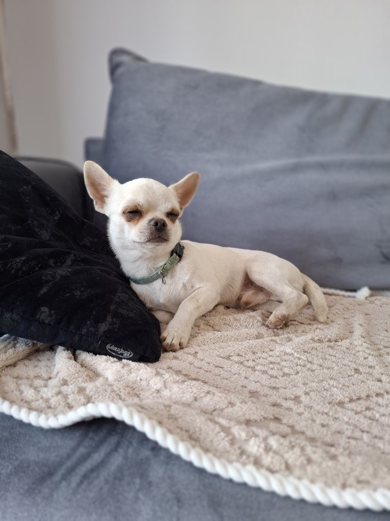Pocieszny piesek chihuahua