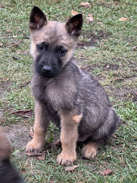 Owczarki belgiski/niemiecki