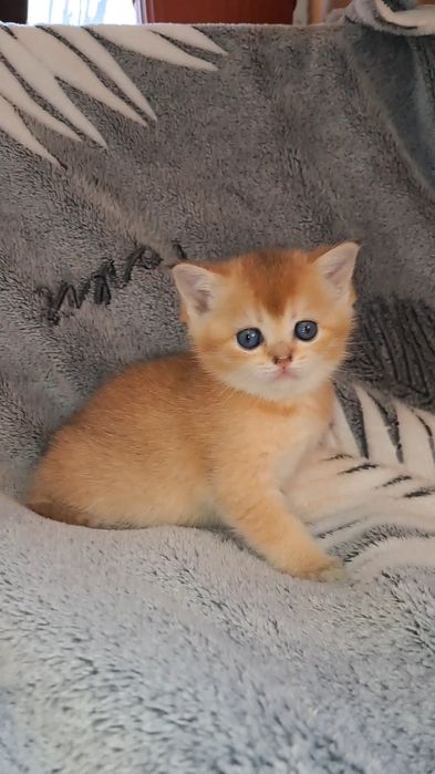 Чистокровні золоті шиншили