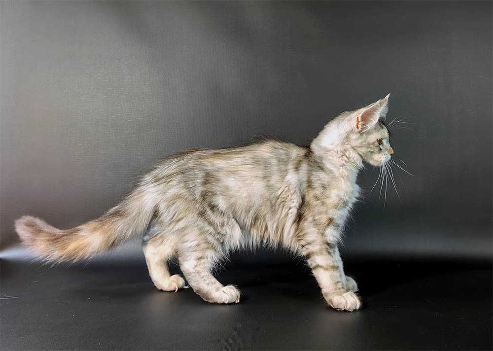 Kotka Maine Coon srebrzysta szylkretka FPL/FIFe gotowa do odbioru