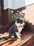Suczka Border Collie