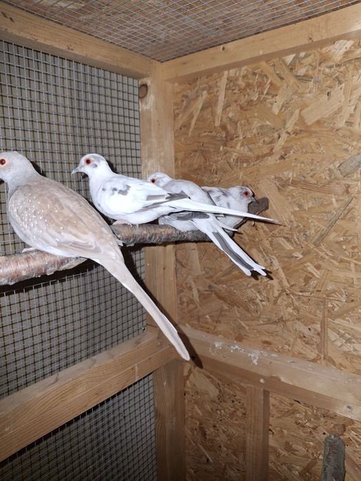 Gołąbki diamentowe szeki I standardy