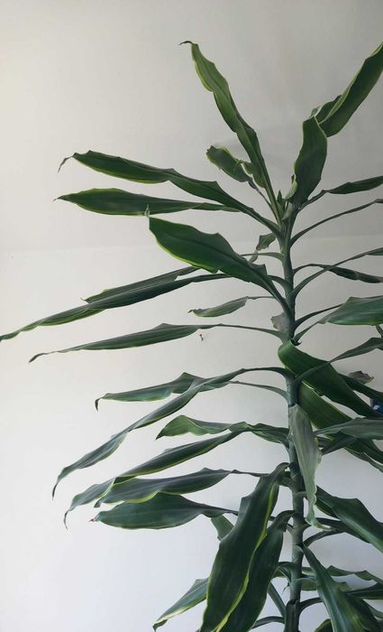Dracena wonna 230 cm