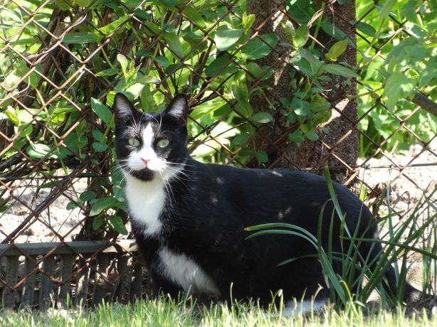Czarno- biała kotka zaginęła