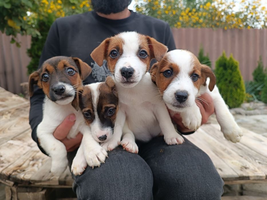 Мальчишки Джеки Одесские