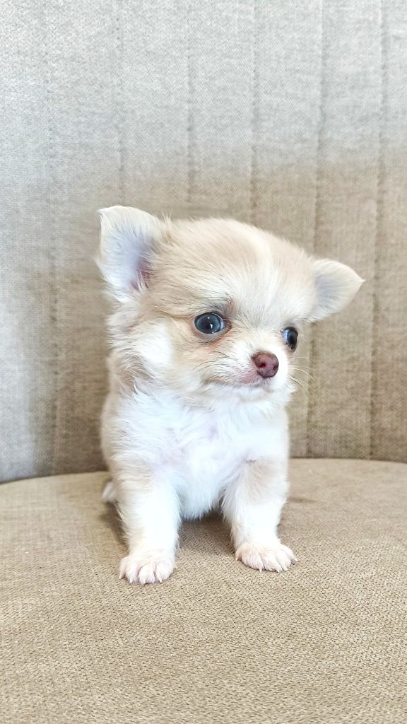 Zarezerwowana dziewczynka długowłosa Chihuahua ZKwP z wada zgryzu o ni