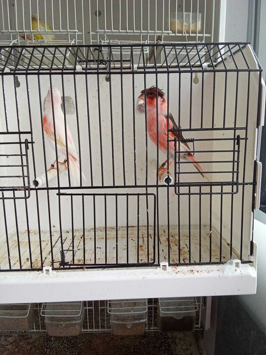 Vendo Arlequim Português