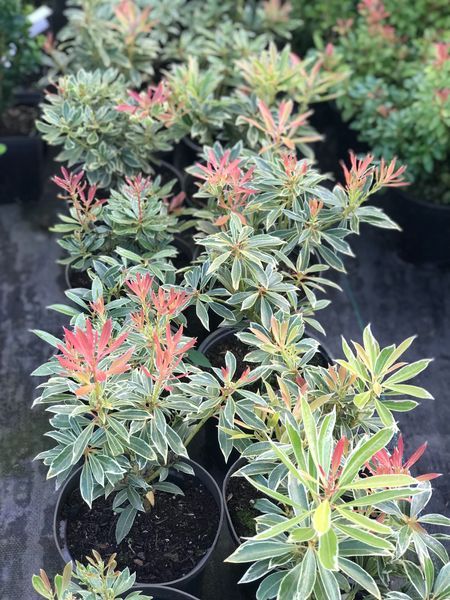Pieris Japoński LITTLE HEATH Zimozielony Cena  35 zł
