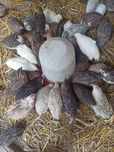 Jaja lęgowe przepiórki mix kolorów