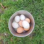 Ovos biologicos (galinha e pato)