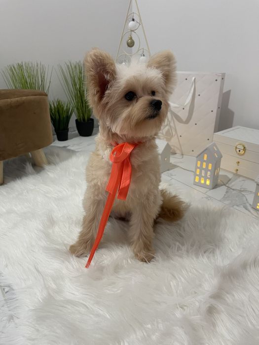 Помапу — Дівчатка, які змінять вашу реальність