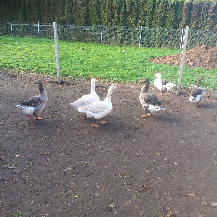 Tuszki z Gęsi. Świeże i kacze