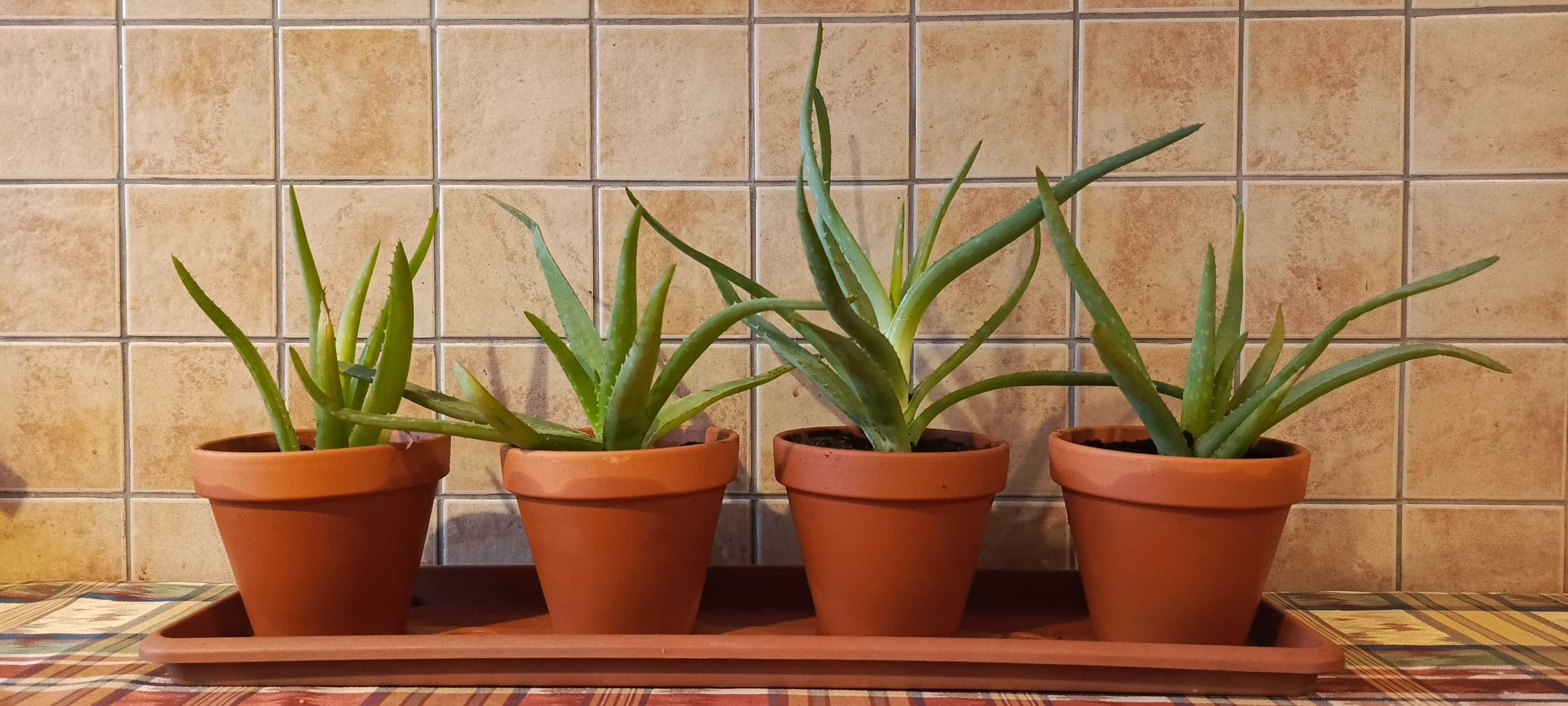 Aloes Vera w Ceramicznej Doniczce