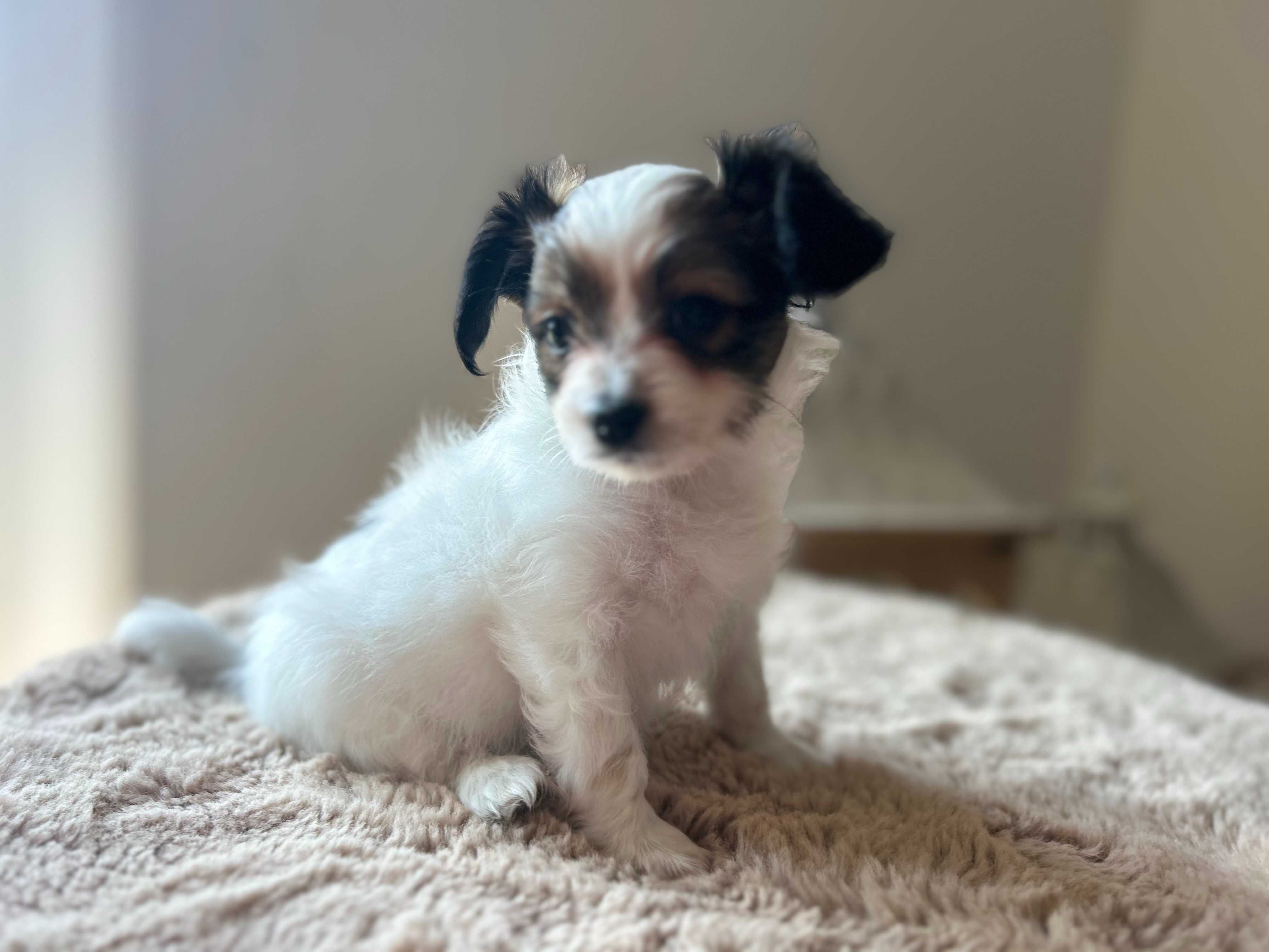 Szczeniak Papillon Spaniel Kontynentalny FCI