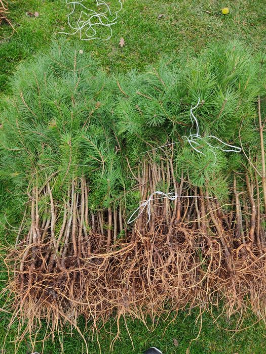 Продам саджанці сосни звичайної