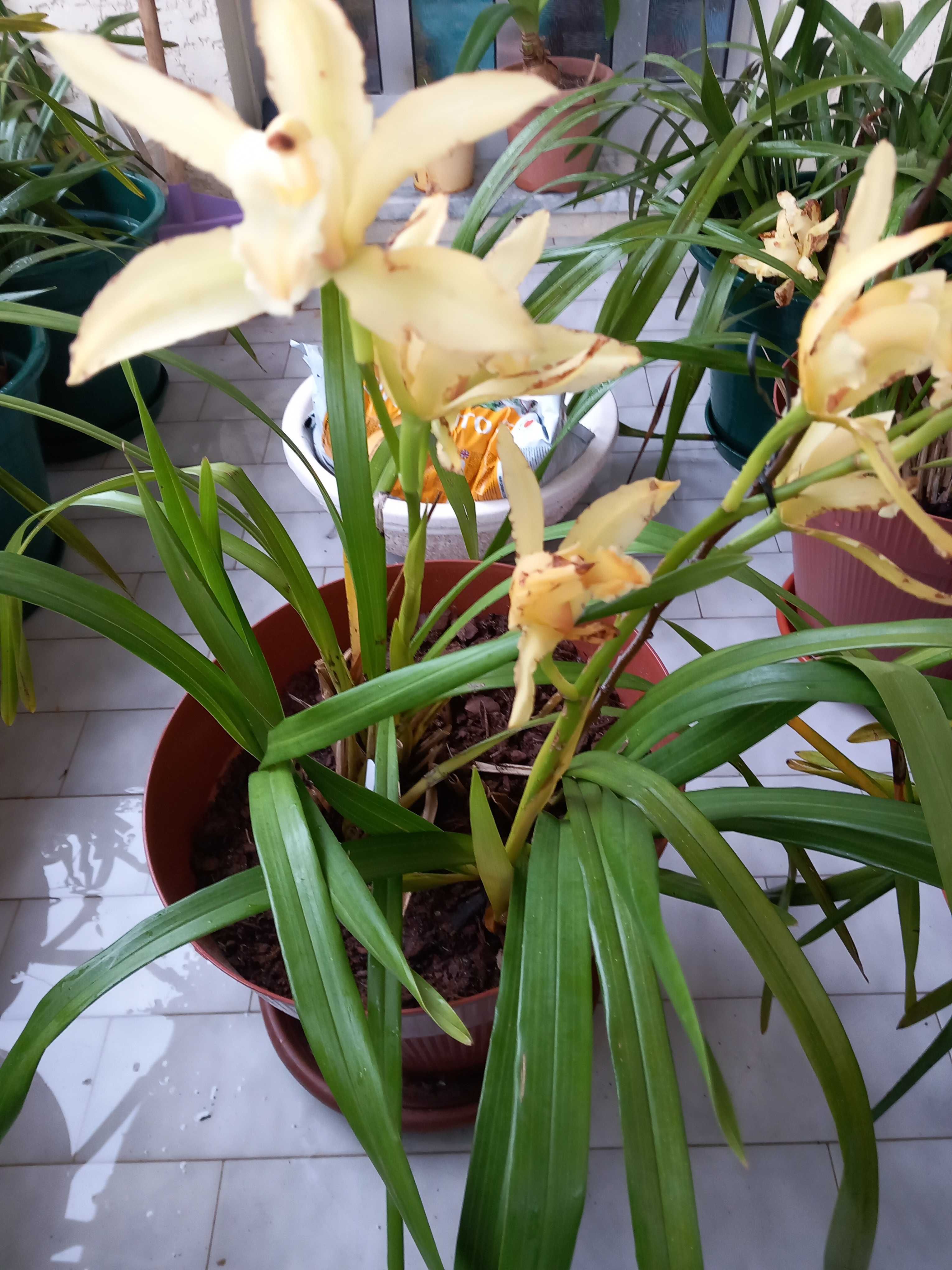 Vasos Orquídeas amarelas de exterior