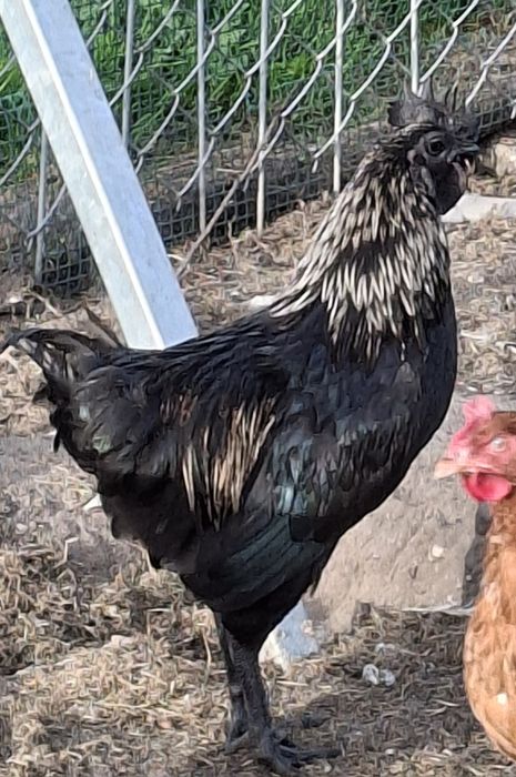 Kogut AyamCemani