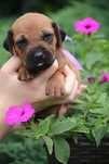 Rhodesian Ridgeback FCI sunia