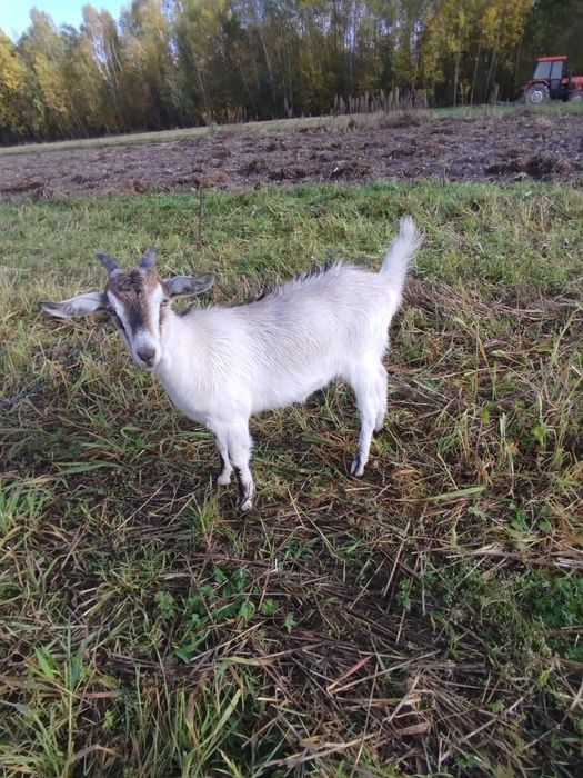 Koza koziołek parka młode