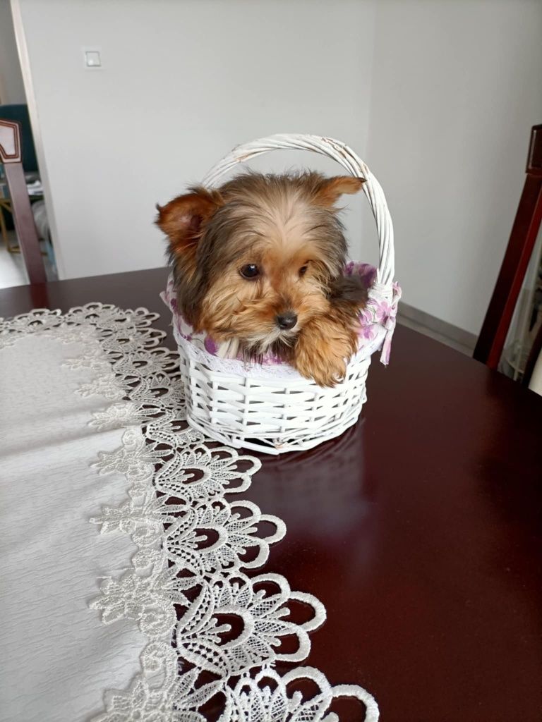 Yorkshire terrier sunia