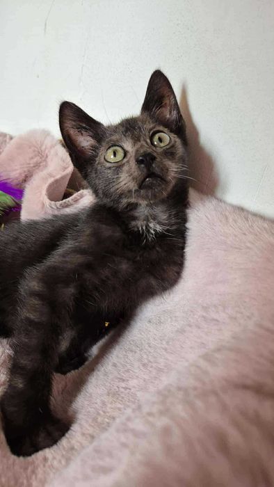 Robaczek - czarny kocurek do adopcji