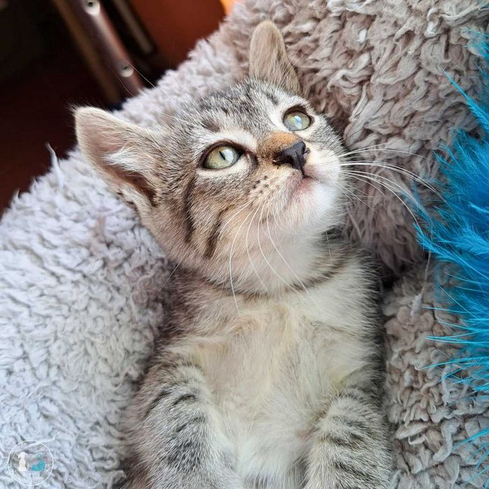 Sant'Ana para adoção