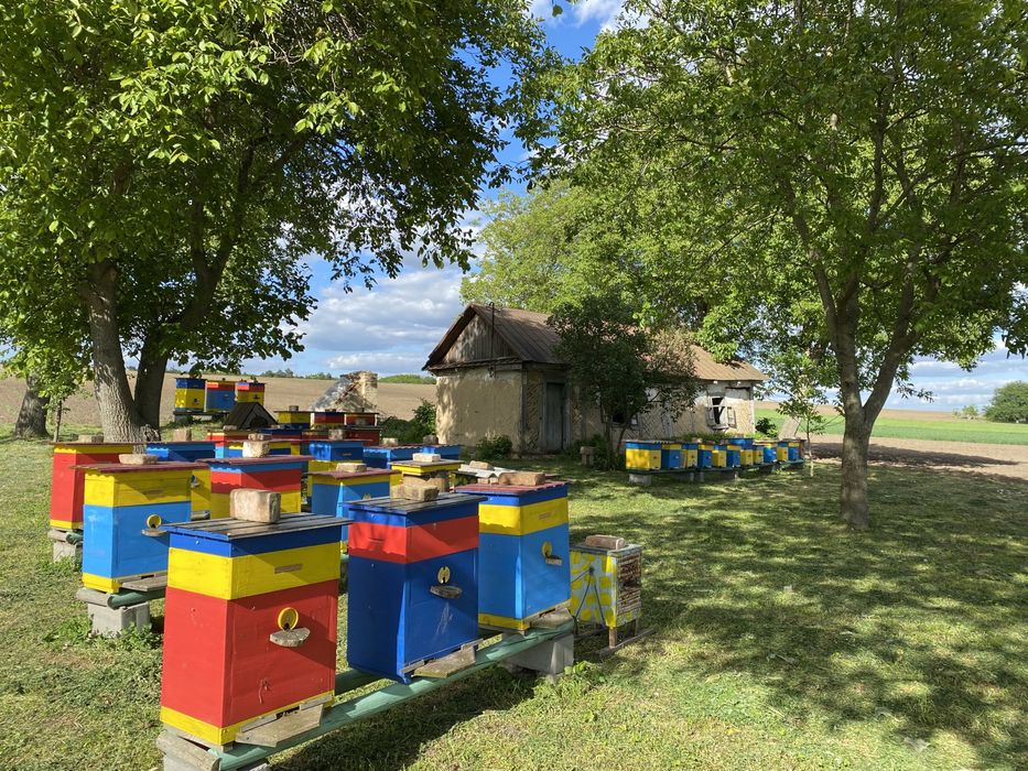 Терміново продам пасіку